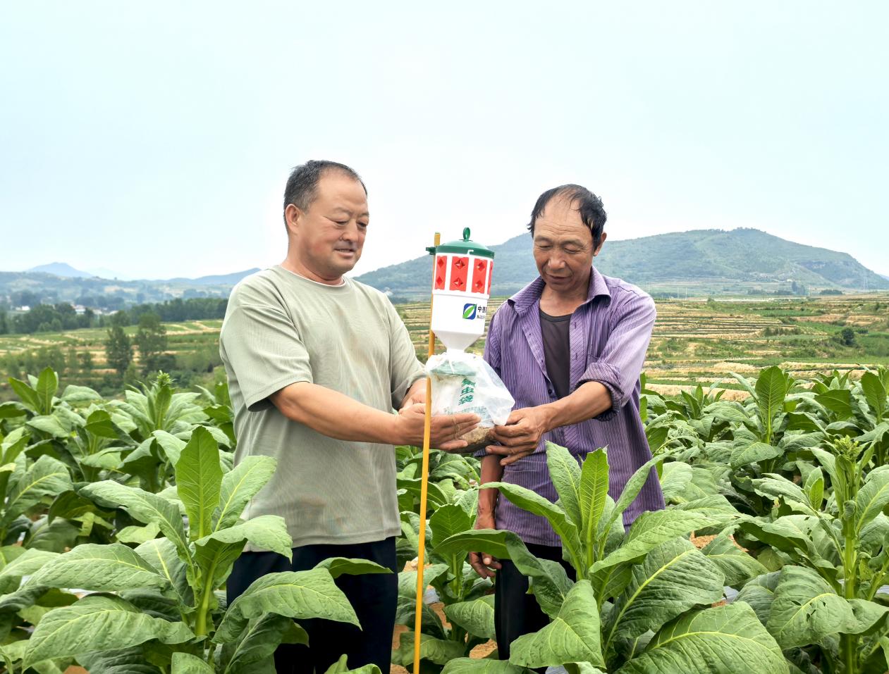 图为技术员指导烟农诱捕器使用方法
