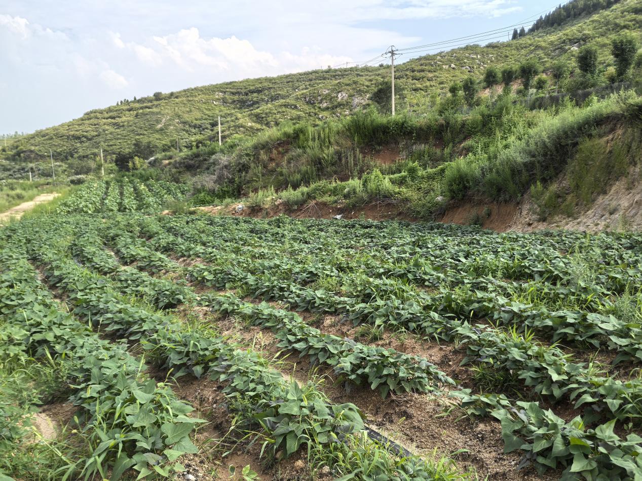 图为烟区产业综合体开展烟薯轮作农田现场