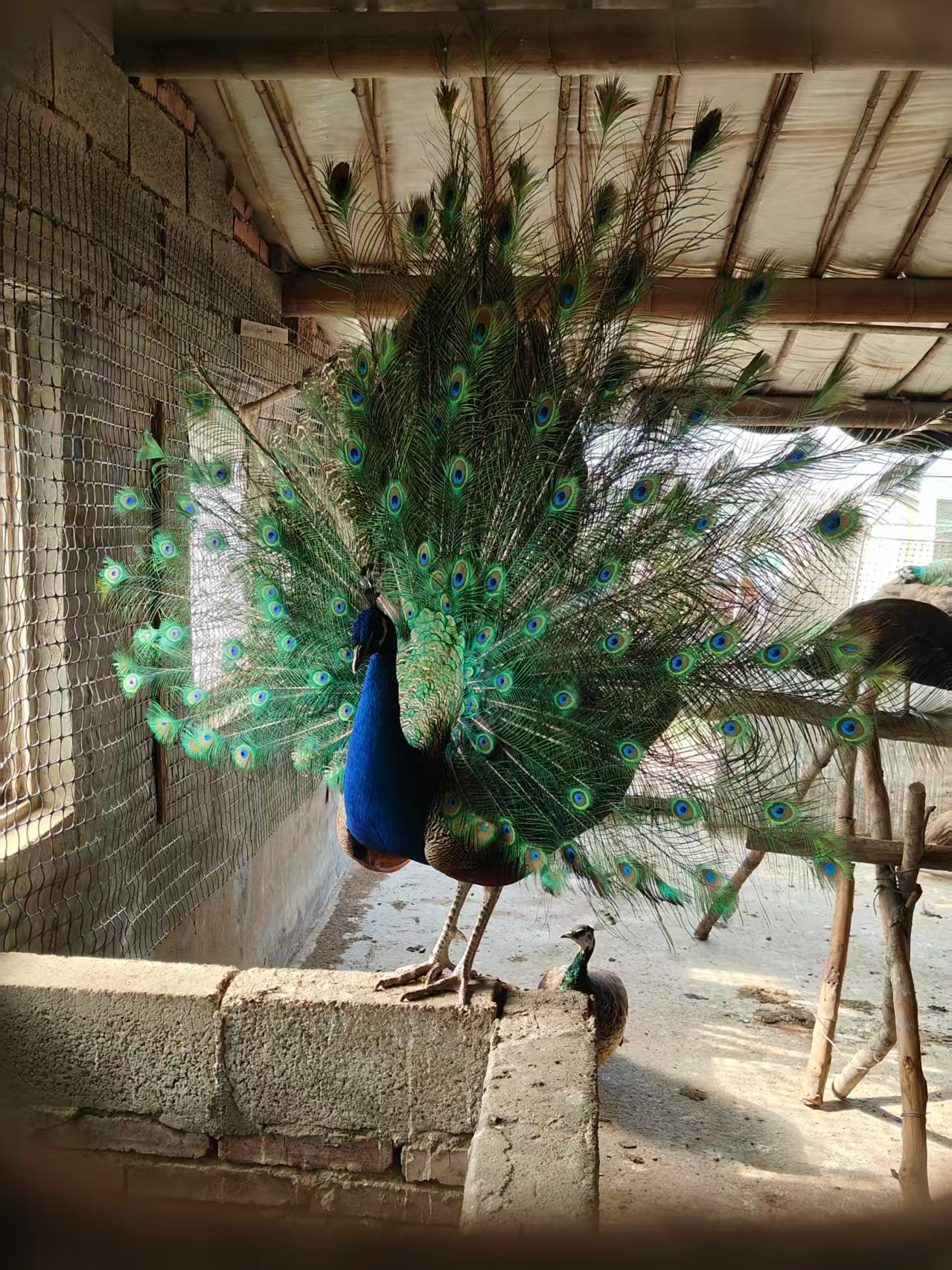 微信图片_20251124164419_636_10