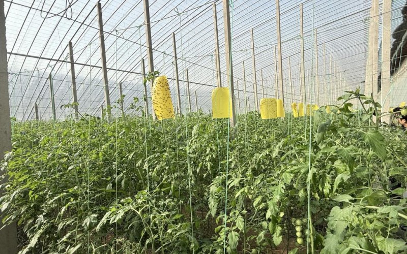 山东潍坊：寿光番茄甜万家，临朐山楂红乡邻