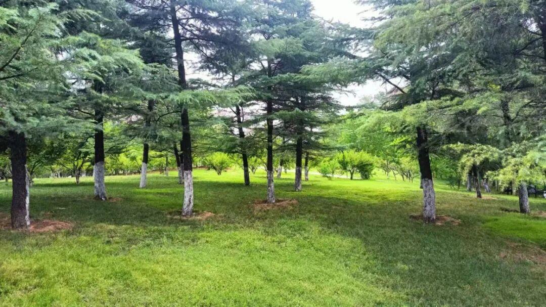 历城区华山岛西侧 1 号共享绿地