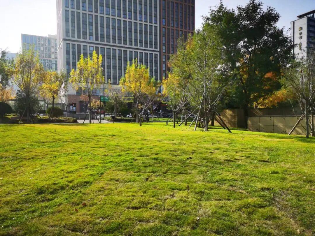 高新区正丰路公园树阵广场南侧草坪
