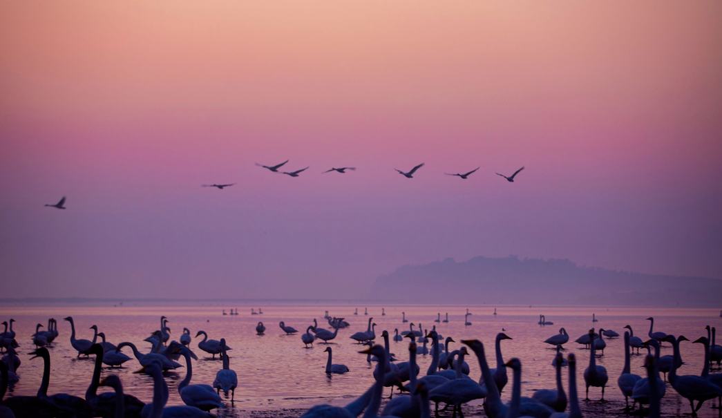 天鹅齐聚，上演生态视觉盛宴