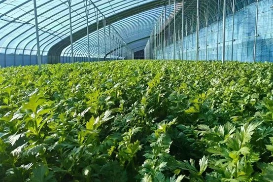 该行支持的万亩千棚种植基地建设项目