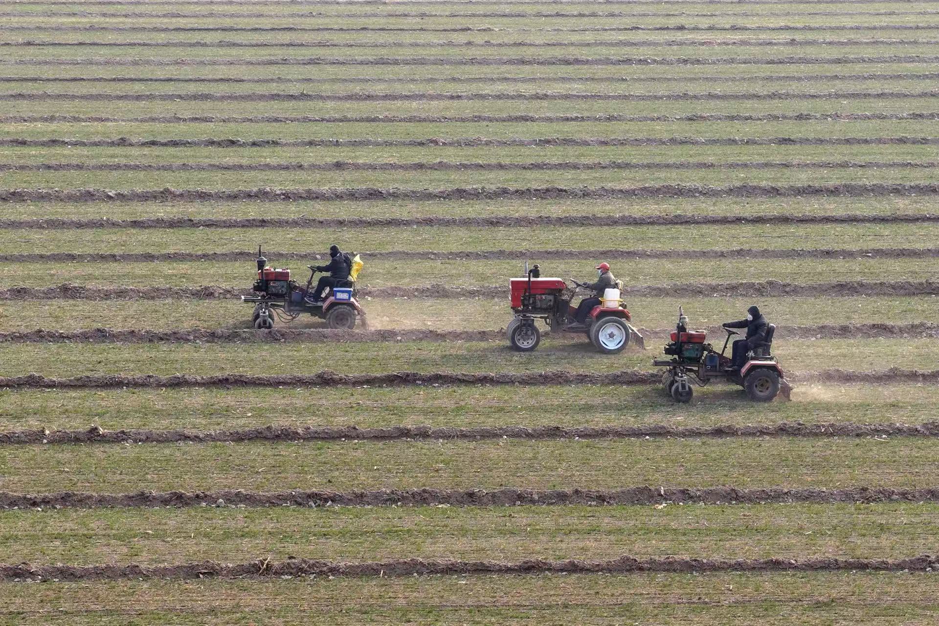 12月11日,在山东省聊城市茌平区杜郎口镇袁庄新村,农机手驾驶农机进行麦田镇压作业,提高小麦保暖防冻能力。马红坤摄
