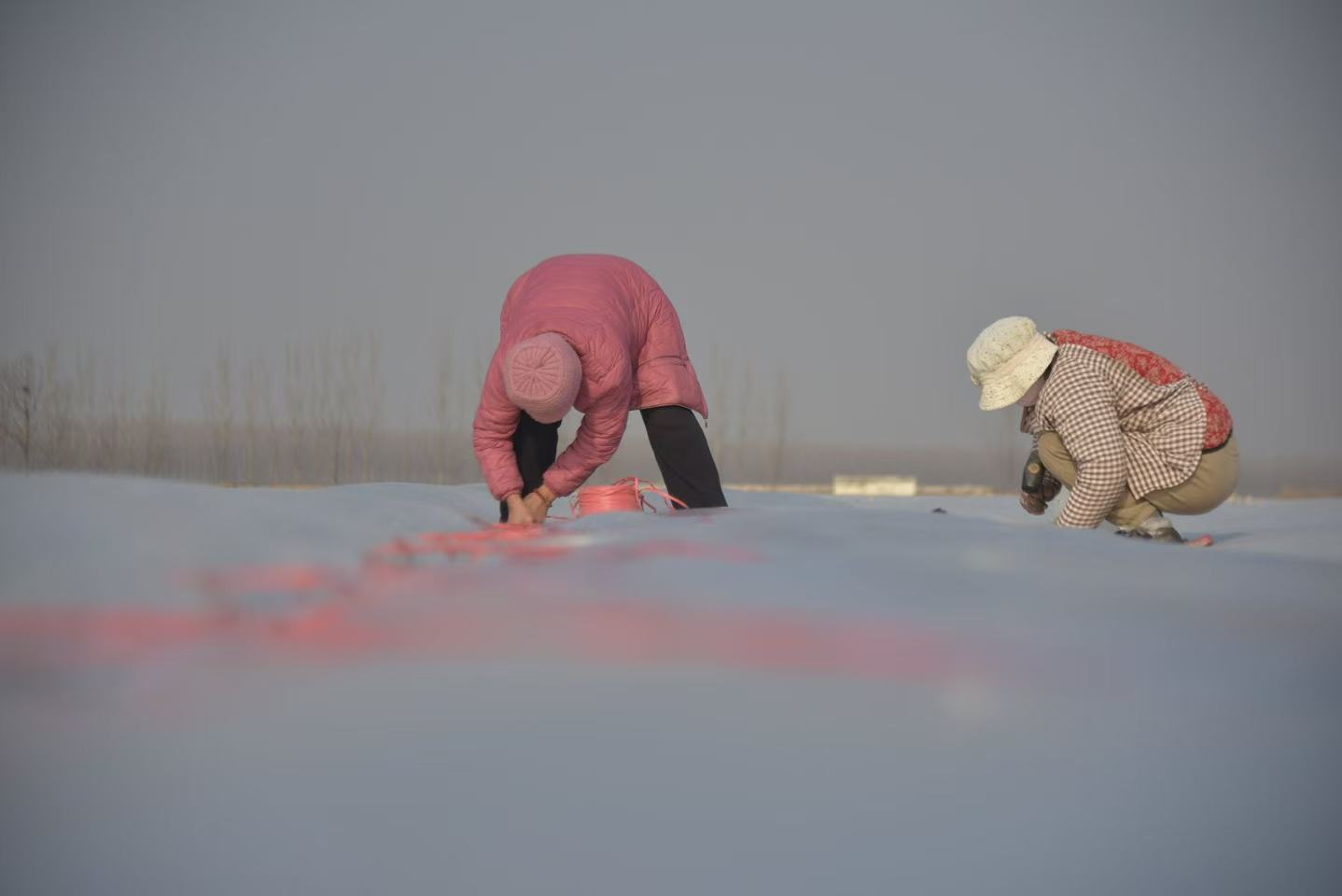 12月10日,在山东省聊城市茌平区贾寨镇苗庄村田间,村民在给种植的大蒜覆盖防寒薄膜。赵玉国摄