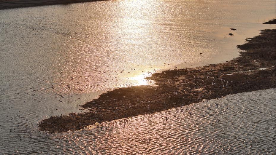 鸟儿成群结队,掠水翩飞。丁敏航 摄