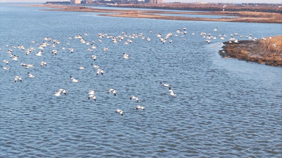 澄澈河面漾着细波,鸟儿自由嬉戏。丁敏航 摄