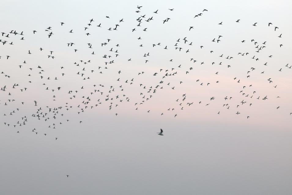 天空中鸟儿的身影密密麻麻铺满半边天。宋年升 摄