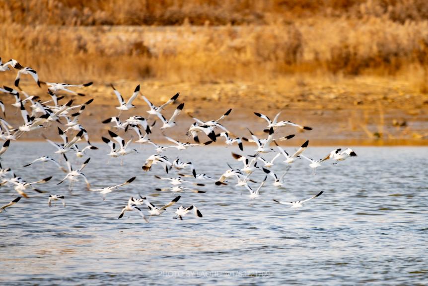 暖光裹着黄苇丛,群鸟飞过,黑白翅膀似是拍碎了水面金光。刘晶 摄