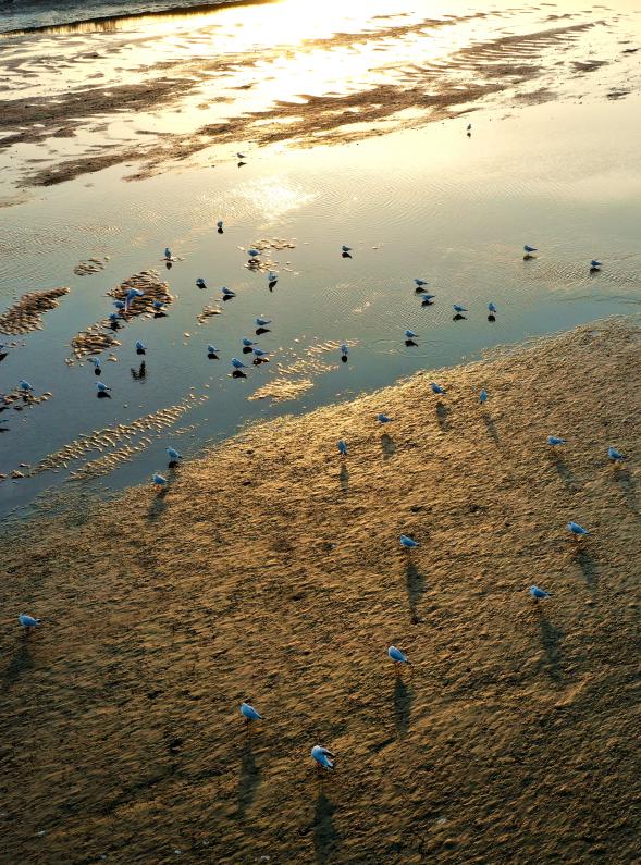 夕阳把滩涂浸成暖金色,水鸟散在浅波和软泥上,影子拖得长长的。安佰明 摄