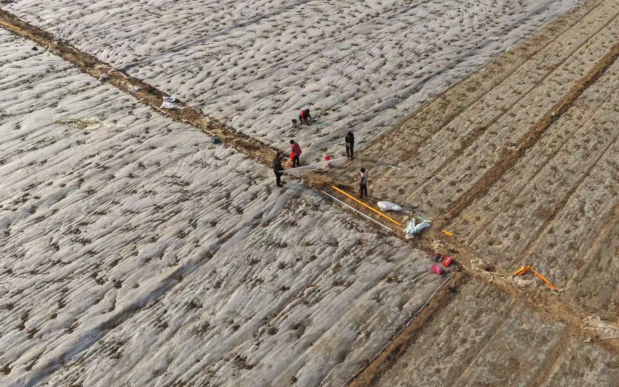 山东茌平：应对寒潮保生产