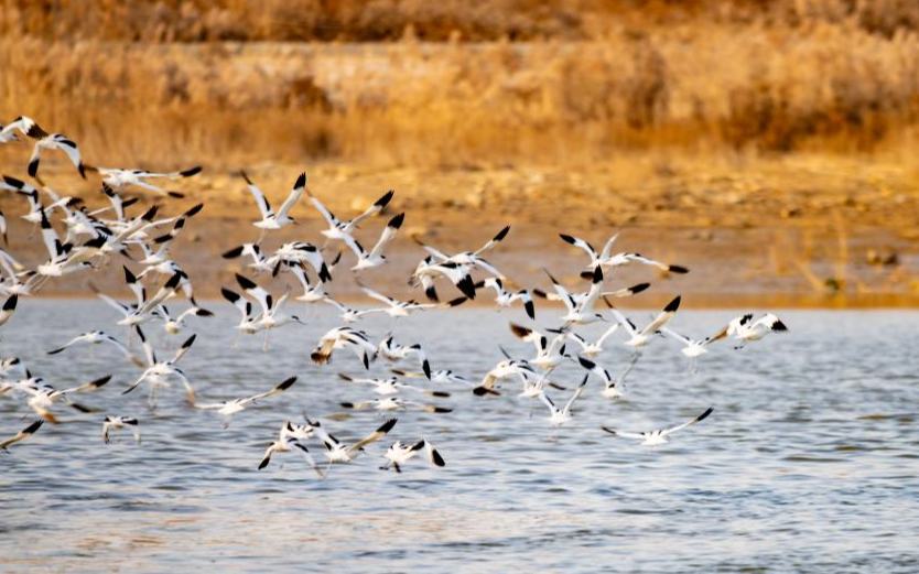 山东日照：“鸟群”版银河流动一幅生态画卷