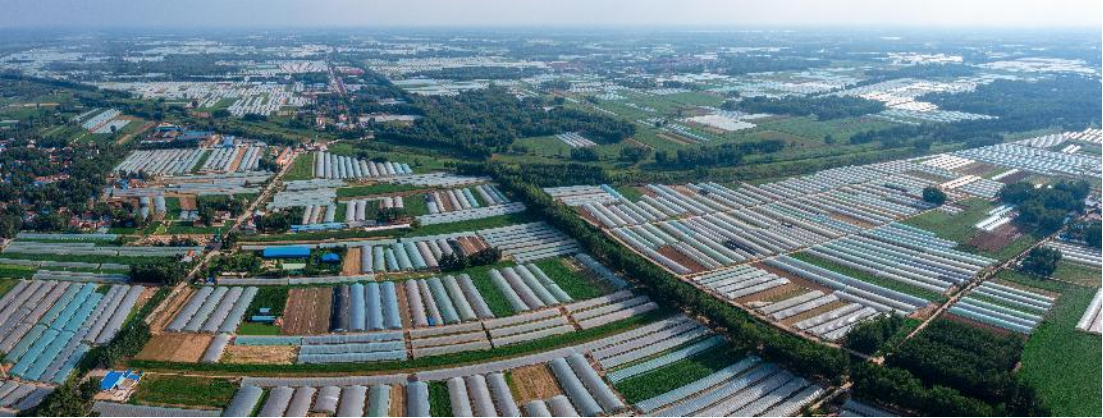 山东菏泽曹县邵庄镇的蔬菜大棚。菏泽市曹县水务局供图