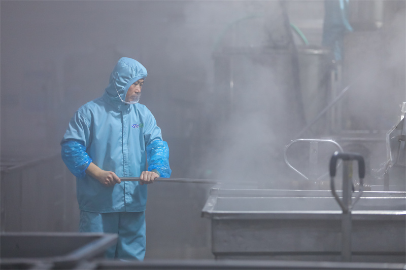 12月18日，在位于山东省乐陵市的山东民安食品股份有限公司，工人在加工魔芋产品。（张鹰 摄）