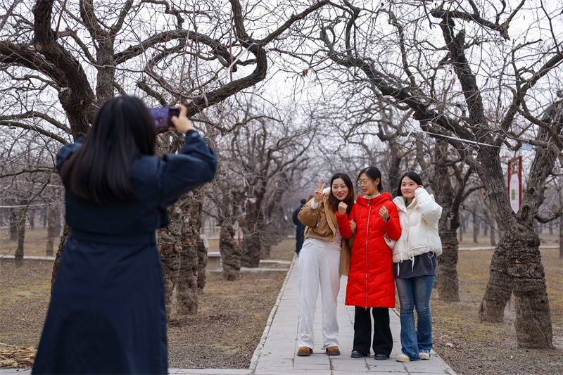 12月19日，游客在山東德州樂陵市中華棗博園拍照打卡。馬紅坤攝