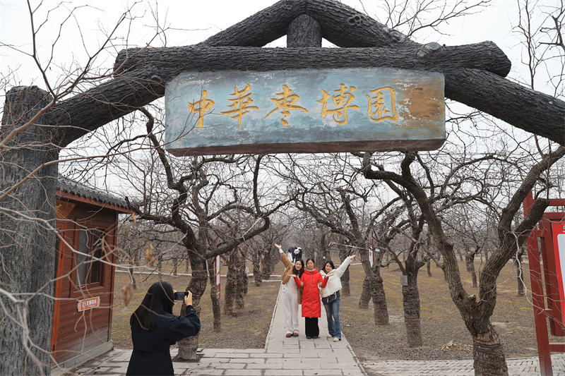 12月19日，游客在山東德州樂陵市中華棗博園打卡游玩。周廣學攝