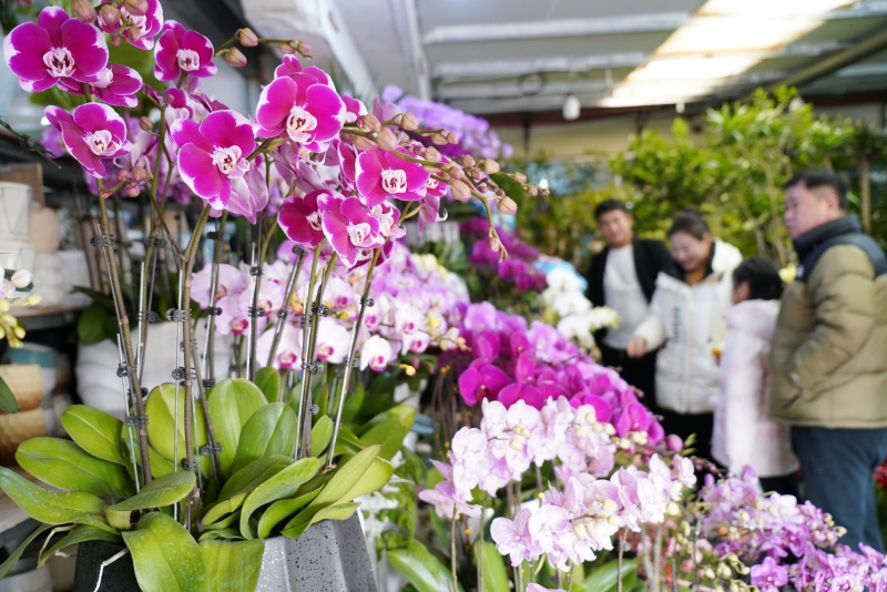 12月28日,在山東省臨沂市沂南縣永興路一處花卉市場,顧客在選購鮮花。