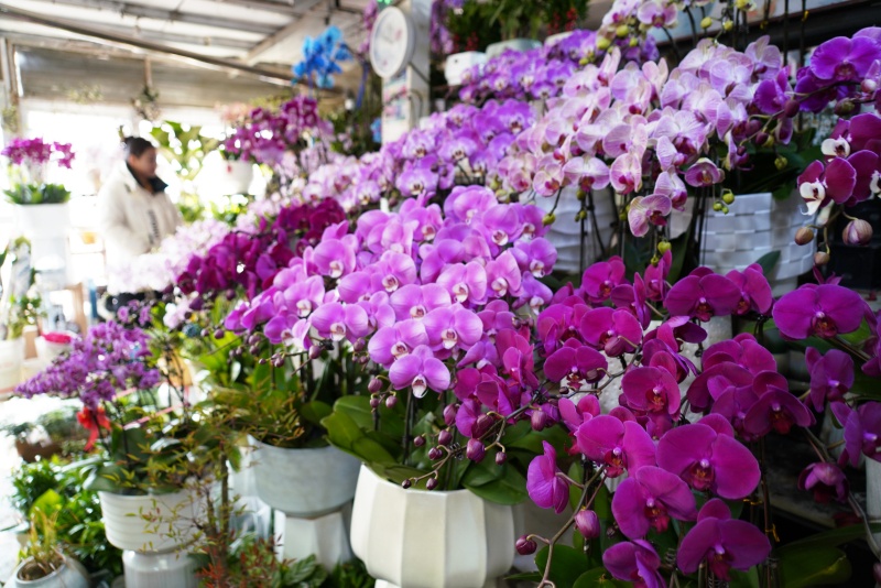 12月28日,在山東省臨沂市沂南縣永興路一處花卉市場,顧客在選購鮮花。