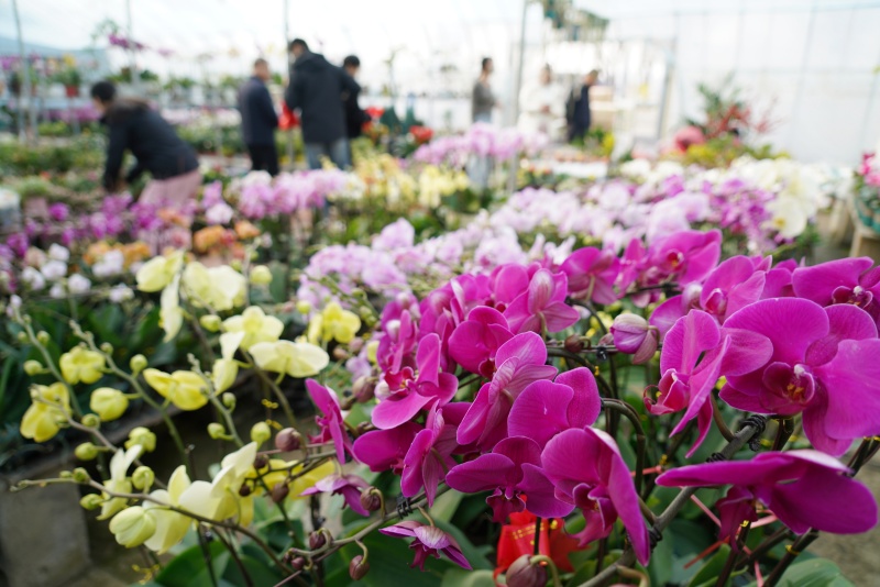 12月28日,在山東省臨沂市沂南縣辛集鎮一處花卉市場,顧客在選購鮮花。