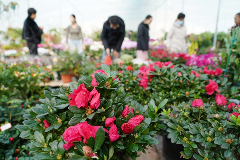 12月28日,在山東省臨沂市沂南縣辛集鎮一處花卉市場,顧客在選購鮮花。