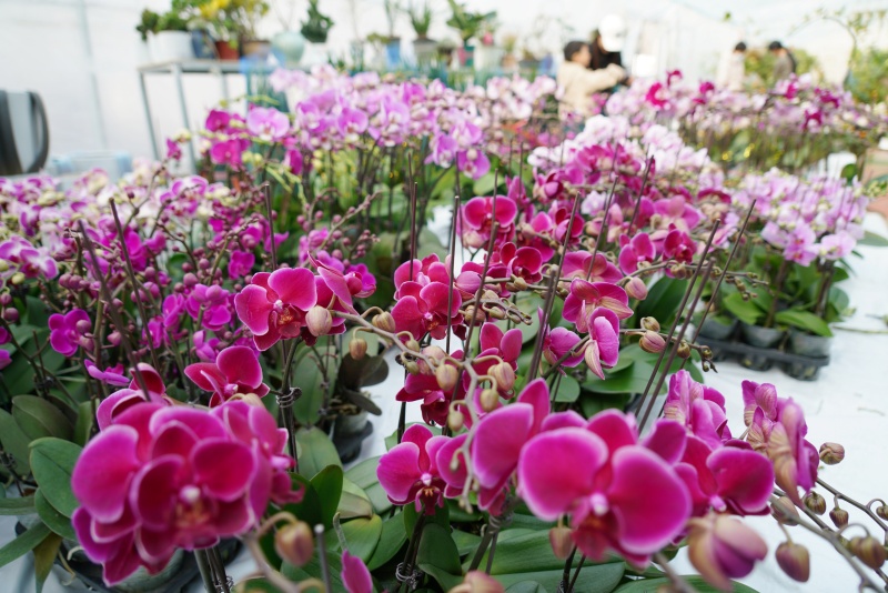 12月28日,在山東省臨沂市沂南縣辛集鎮一處花卉市場,顧客在選購鮮花。