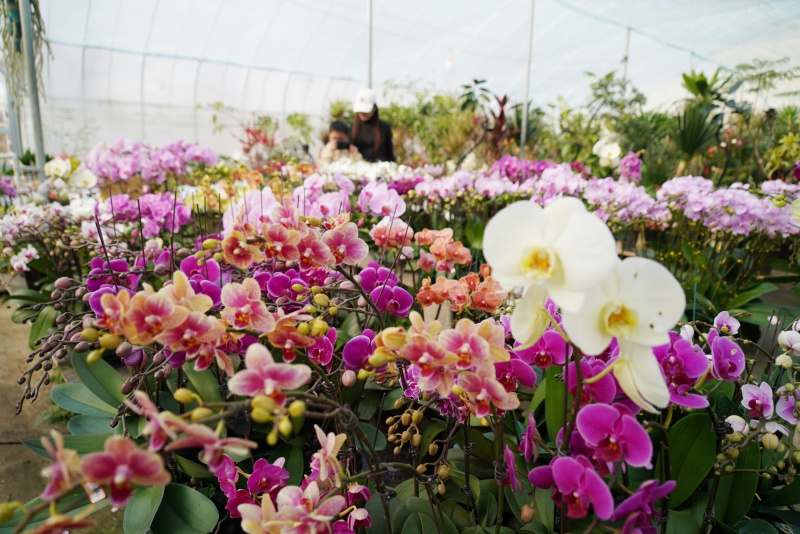 12月28日,在山東省臨沂市沂南縣辛集鎮一處花卉市場,顧客在選購鮮花。