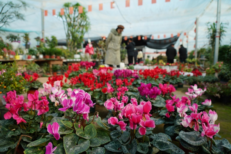 12月28日,在山東省臨沂市沂南縣辛集鎮一處花卉市場,顧客在選購鮮花。