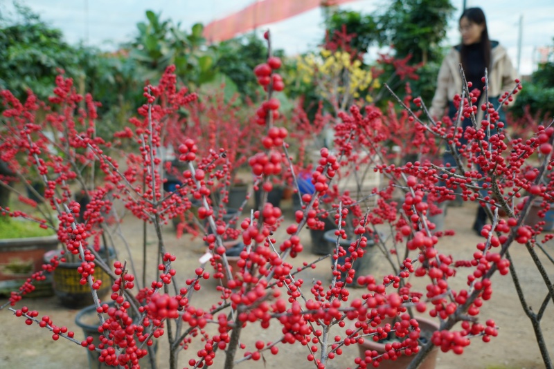 12月28日,在山東省臨沂市沂南縣辛集鎮一處花卉市場,顧客在選購鮮花。