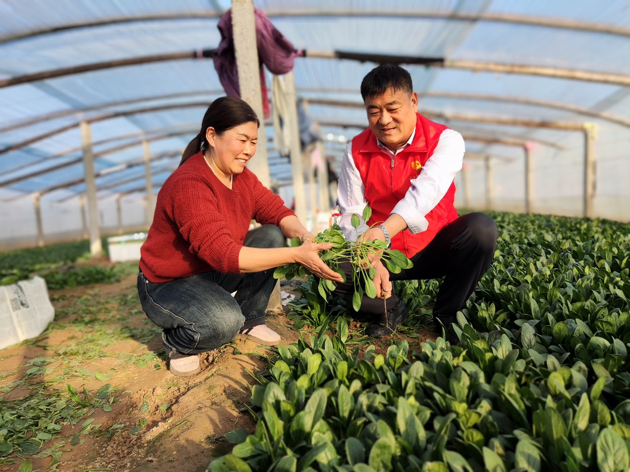 圖為菜農陳連花和高青煙草志願服務隊員一起採收菠菜