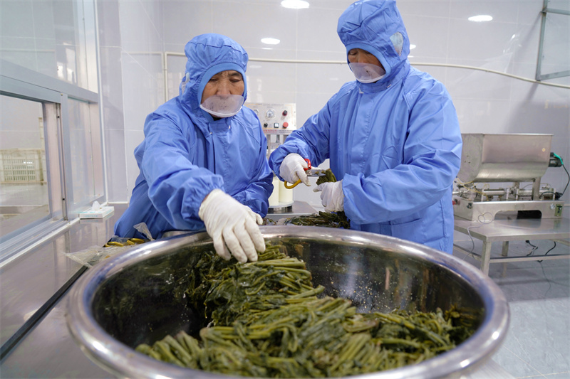 1月6日，在山东省临沂市沂南县岸堤镇泉水庄村“共富工坊”，村民在挑选腌制的香椿。