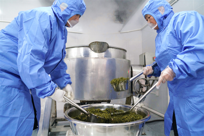  1月6日，在山东省临沂市沂南县岸堤镇泉水庄村“共富工坊”，村民将切碎的香椿进行煎炒。