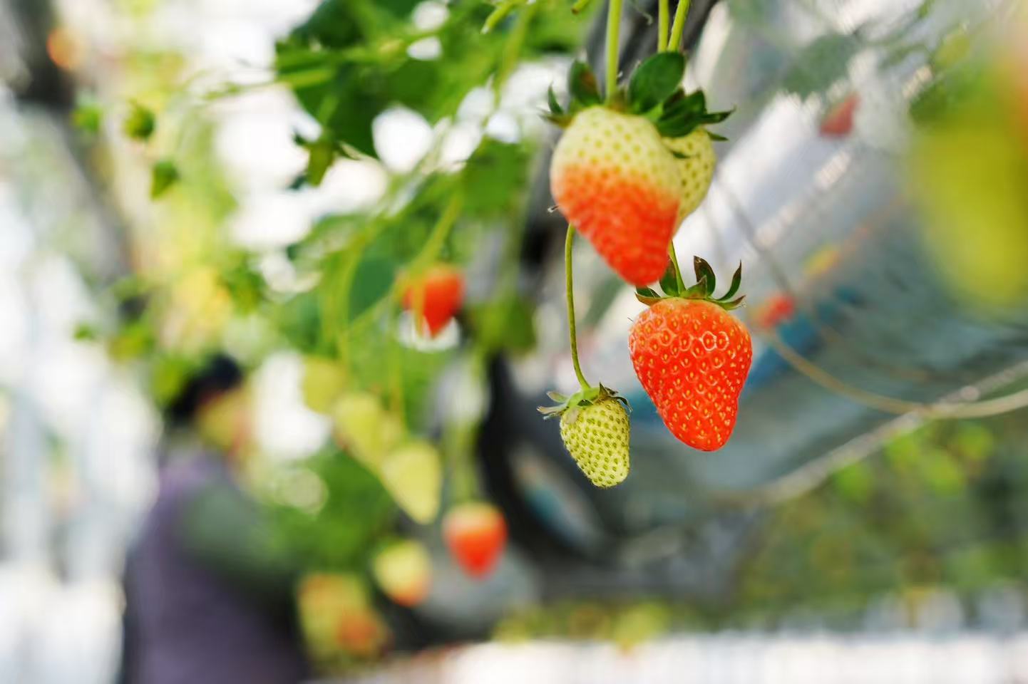 農民在疏花養護，促進增產。