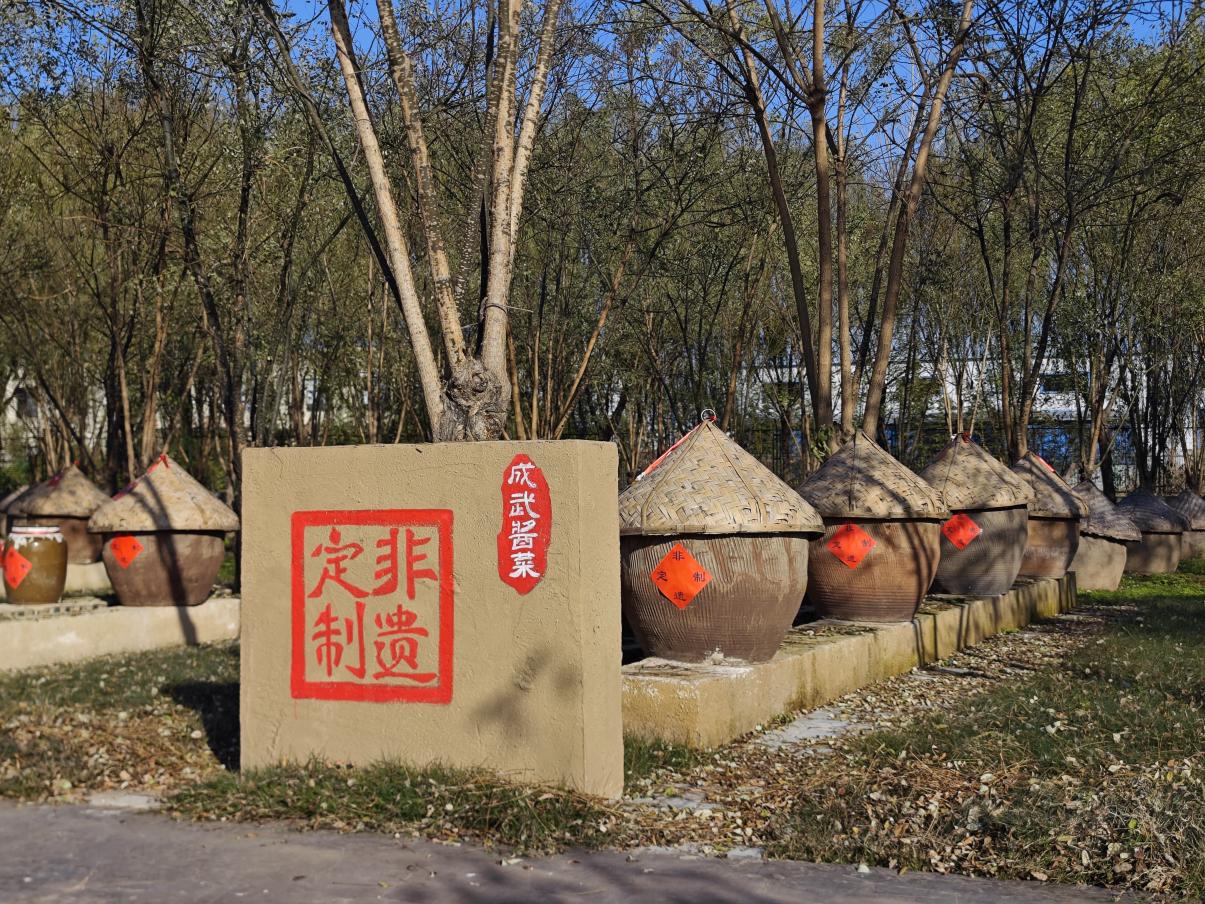 成武酱菜酱缸。李保珠摄