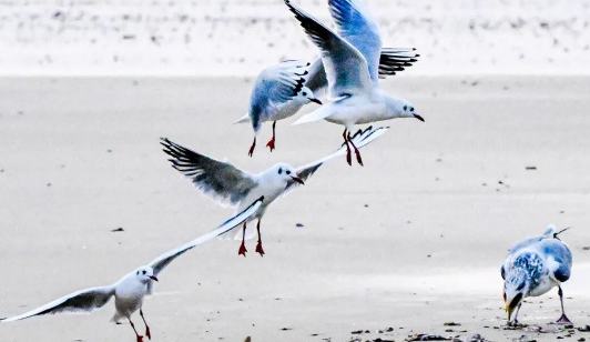 銀灘·時光 | 暖冬之約，與海鷗共赴銀灘！