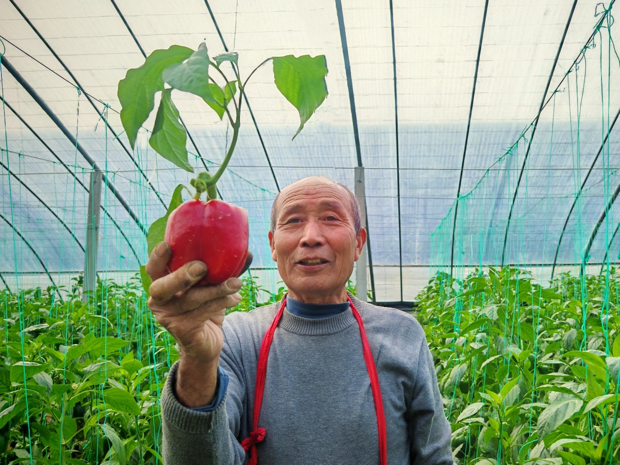 图为西单村菜农高兴地采收彩椒
