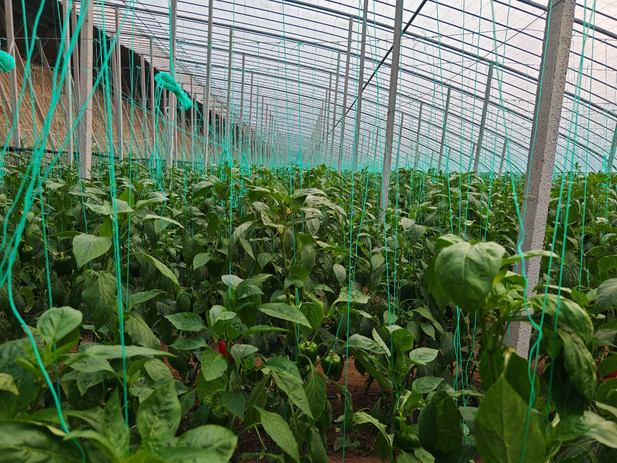 图为一派生机的西单村蔬菜大棚