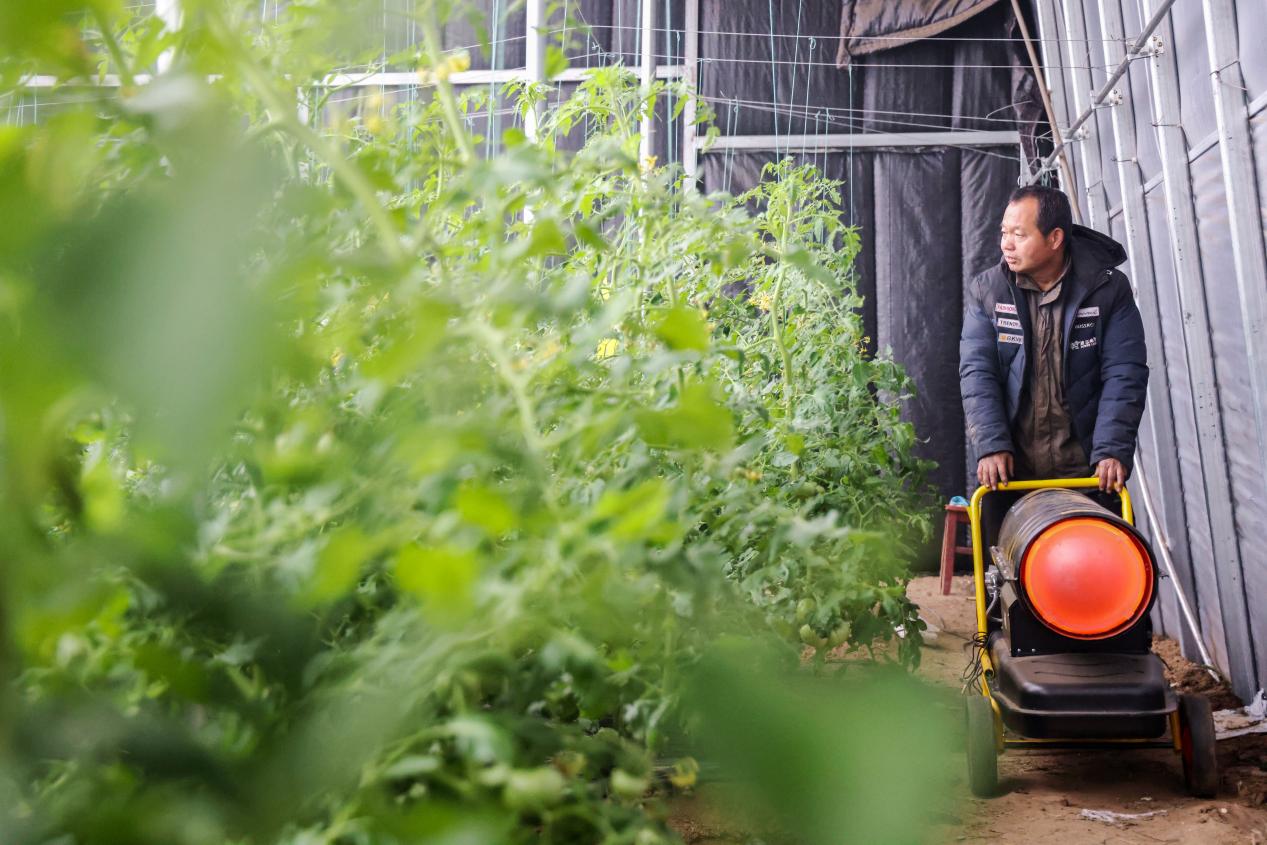 山东邹平：农户多举措应对寒潮
”
