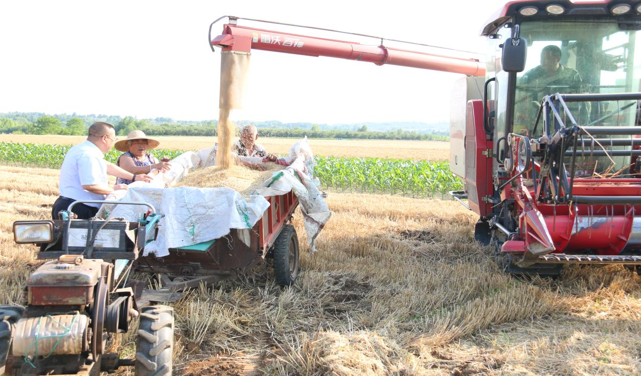 該行支持的夏糧生產收購情況