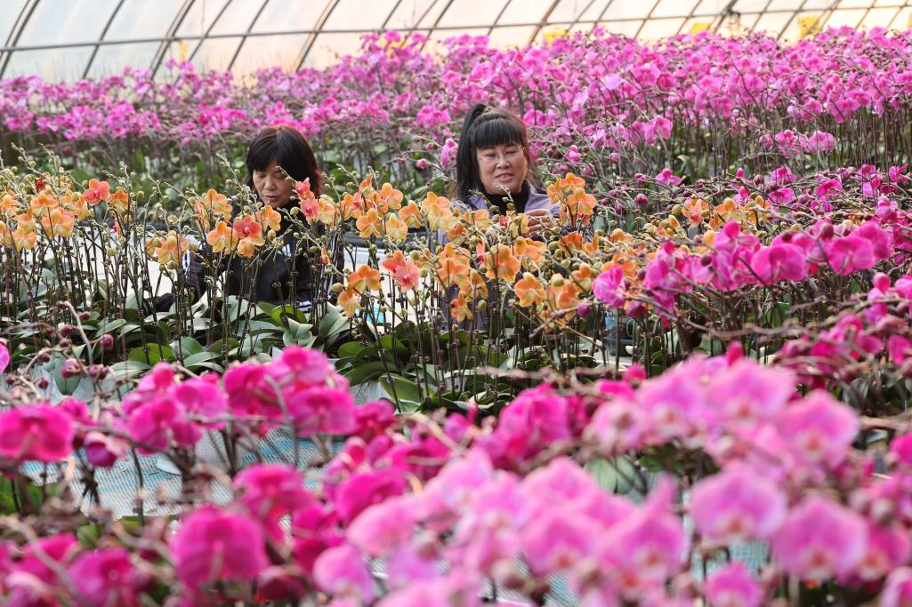 温室里粉橙红蝴蝶兰簇绽成海，花农正忙着管护，准备发往各地添新春喜气。宋年升摄