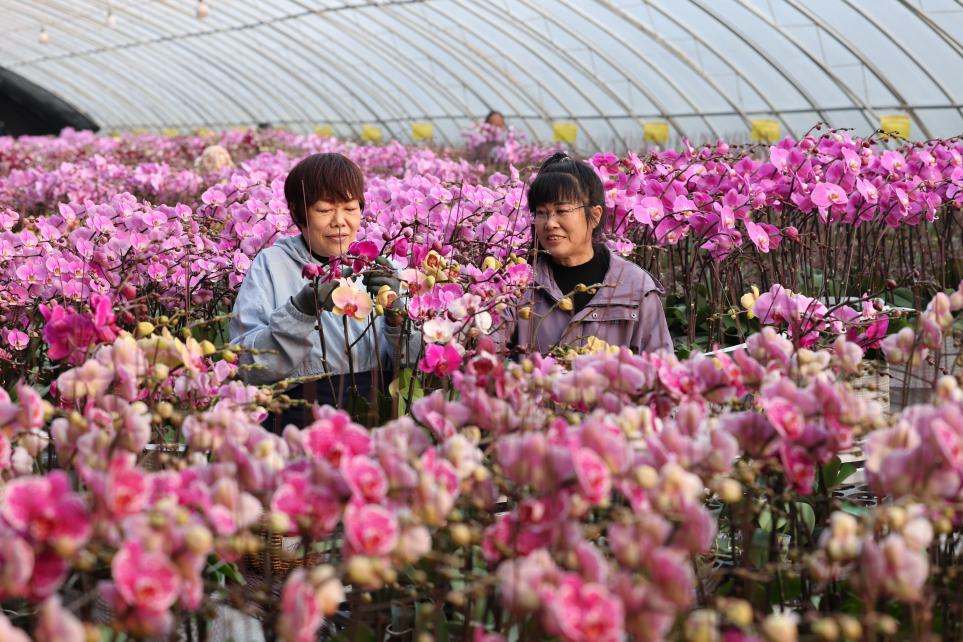工人们正为蝴蝶兰花茎架起支撑，确保花枝挺拔、品相周正。宋年升摄