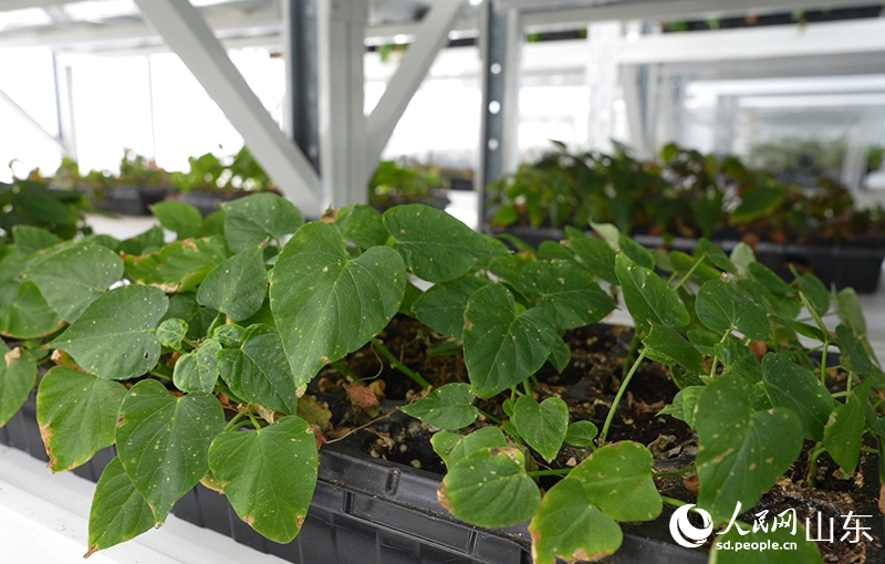 山東甘薯產業發展中心脫毒苗組培室裡的甘薯苗。人民網記者 劉祺攝
