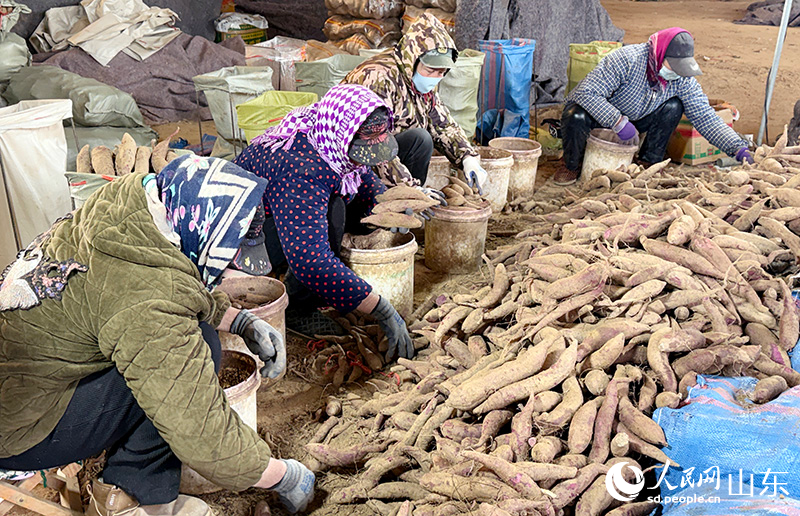 甘薯產業園裡，村民分揀忙。人民網記者 劉祺攝
