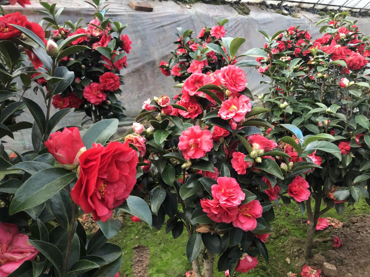進入臘月以來，大棚花市的訂單持續攀升。人民網記者 劉穎婕攝