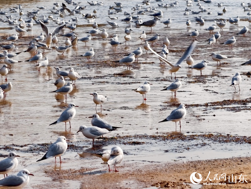 隨著青島生態環境持續向好，每年遷徙而來的海鷗數量穩定。人民網記者 劉穎婕攝