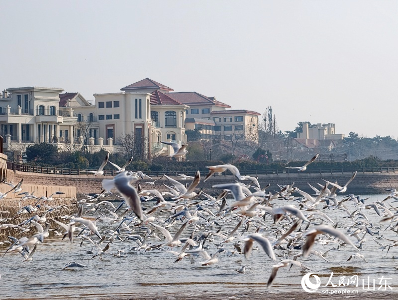 成群的海鷗舒展潔白羽翼。人民網記者 劉穎婕攝