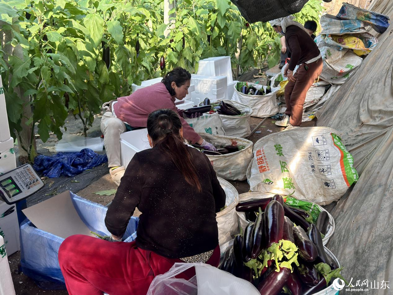 工人將茄子分揀成箱。人民網 鄭昕橋攝