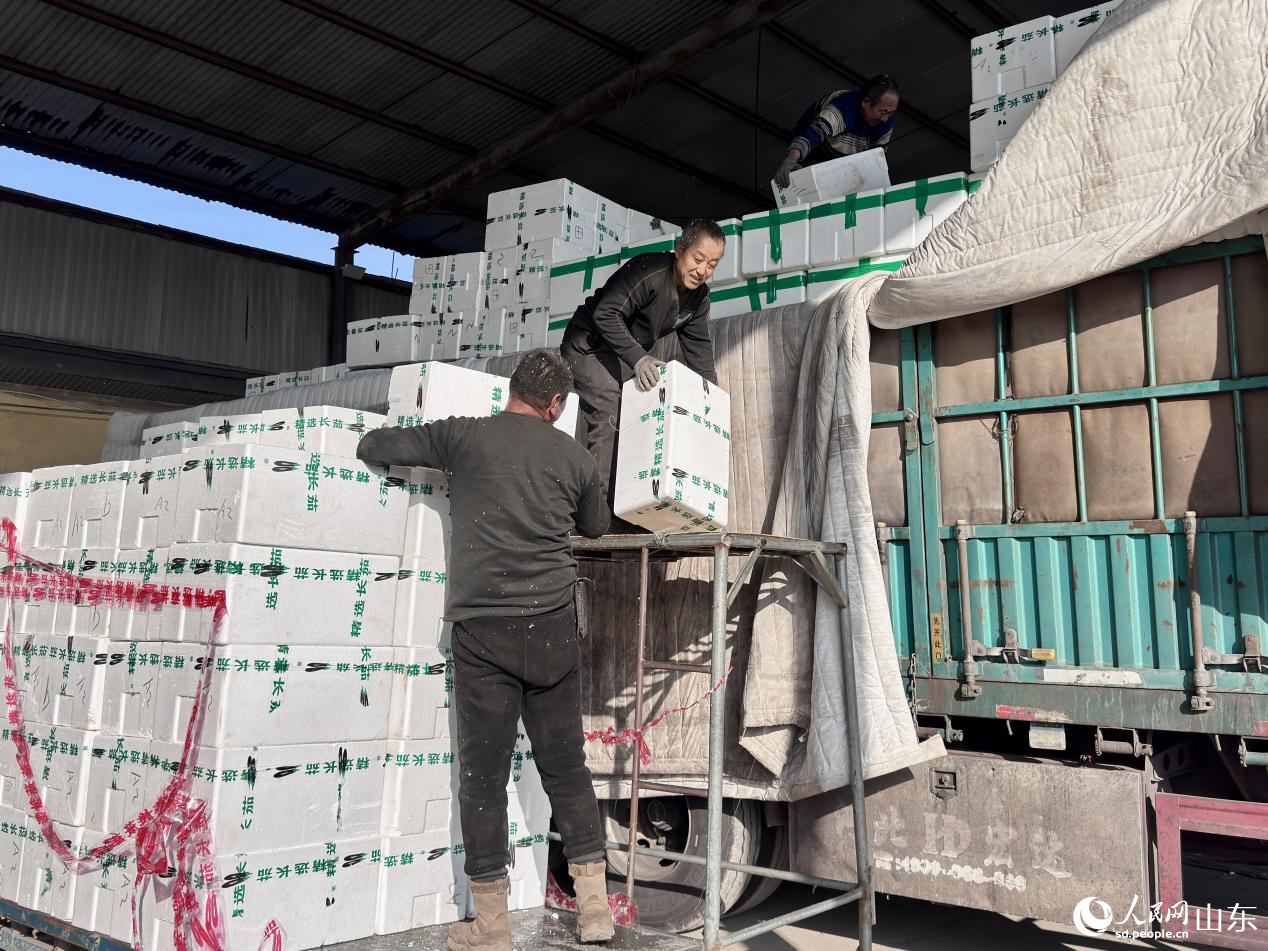 工人正在將蔬菜依次搬運上車。人民網 鄭昕橋攝