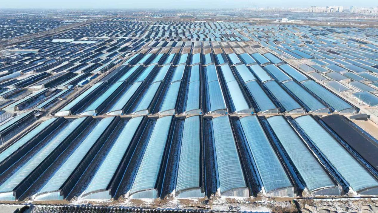 壽光蔬菜大棚。壽光市農業農村局供圖