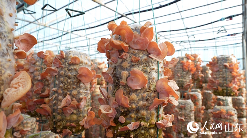 菌包上挂滿了已經成熟的“貴妃木耳”。受訪者供圖